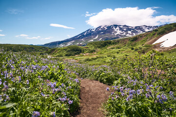 Hiking trail through alpine meadow. Beautiful landscape in the summer time. Kamchatka peninsula