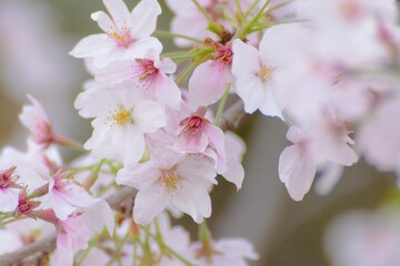 昼間の太陽に照らされる満開の桜