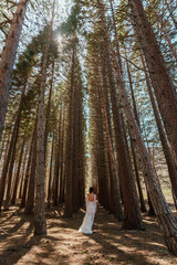 A girl in a white dress and a long braid travels alone through the forest of tall Sequoiadendron giganteum, rising into the sky on a sunny day