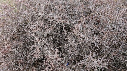 frost on the grass