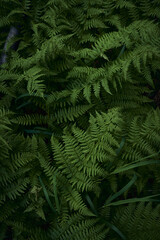 Close up texture of a green fern