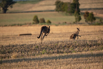 Kangaroo in the crop
