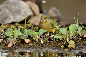 verderón europeo o verderón común​ (Chloris chloris)​ reflejado en el estanque Marbella...