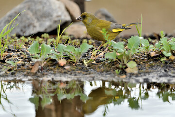 verderón europeo o verderón común​ (Chloris chloris)​ reflejado en el estanque Marbella...