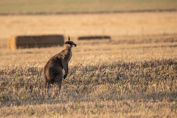 Kangaroo in the crop