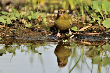 verderón europeo o verderón común reflejado eb¡n el agua del estanque (Chloris chloris)​...