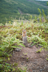 Close-up portrait of an arctic ground squirrel. Kamchatka peninsula