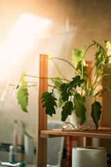 Philodendron Xanadu. Home decor with fresh and green rare plants. Potted exotic jungle plant potted. Urban jungle indoors.