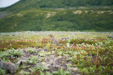 Close-up portrait of an arctic ground squirrel. Kamchatka peninsula