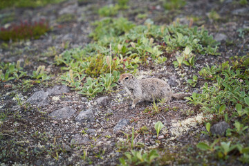 Naklejka na ściany i meble Close-up portrait of an arctic ground squirrel. Kamchatka peninsula