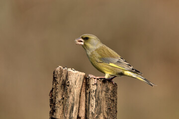 verderón europeo o verderón común​ (Chloris chloris)​ posado en  un tronco Marbella Andalucía España