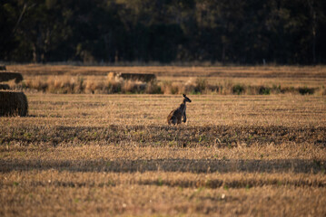 Kangaroo in the crop