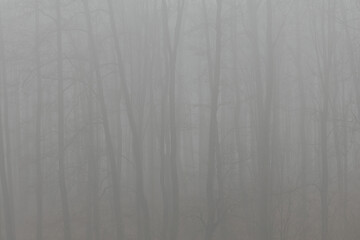 Forest trees in foggy day
