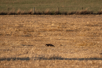 Fox in the field