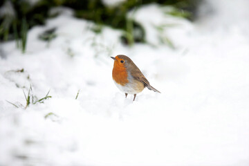 Rotkehlchen	im Winter 