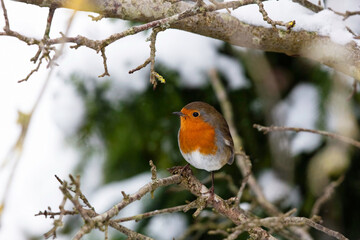 Rotkehlchen	im Winter 
