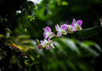 Beauty of Orchid flower in  a garden
