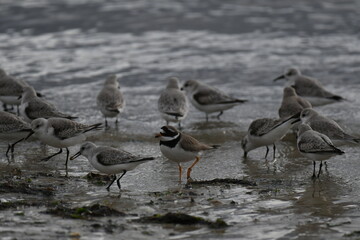 chorlitejo grande entre correlimos tridactilo
