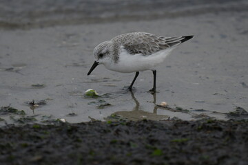 calidris alba