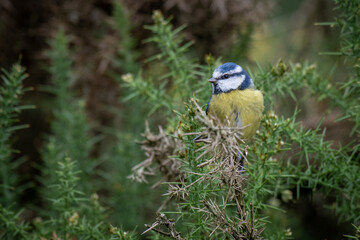 A small blue tit in the foliage of a gorse bush. It is on the look out for predators