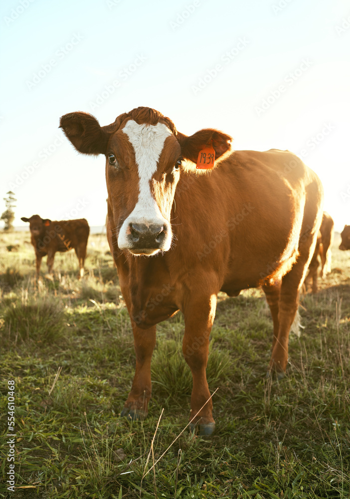 Wall mural cow, farm field and grass with outdoor sunshine, eating and grazing in herd for agriculture, beef or