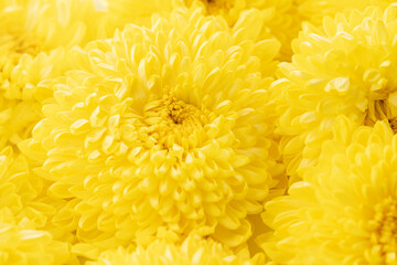 黄色い菊の花アップ