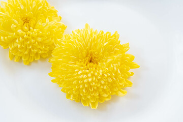 白背景に黄色い菊の花