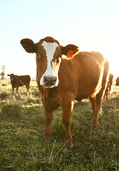Cow, farm field and grass with outdoor sunshine, eating and grazing in herd for agriculture, beef or meat. Cattle livestock, farming and animal group in countryside for milk production, food and cows