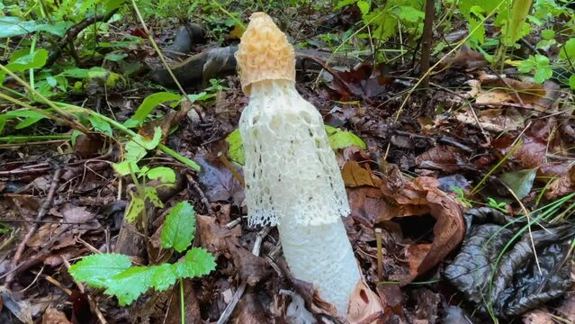  Dictyophora duplicata mushroom  in the autumn forest. ( Phallus duplicatus )
