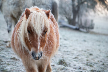 Shetlandpony im Winter