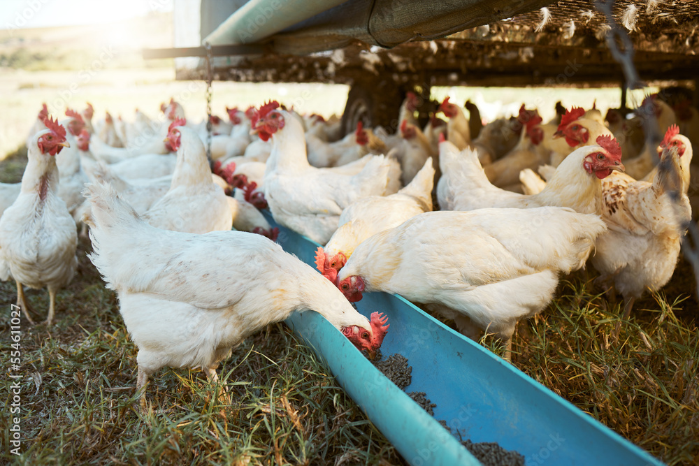 Wall mural Chicken, farming and poultry on farm for agriculture, livestock and animal feed, nature and outdoor field. Sustainability, growth and green grass with free range birds, organic and natural food.