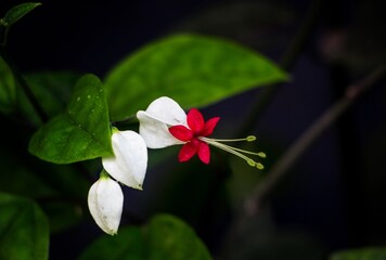 Beauty of bleeding heart flower in  a garden