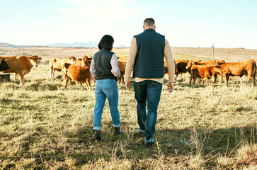 Cow, countryside or couple on agriculture farm harvesting healthy organic livestock for growth...
