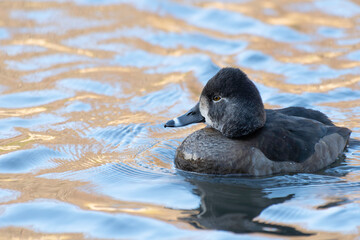 Ring-necked duck female on pond