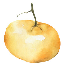 Watercolor tangerine clipart. Summer fruit png illustration.