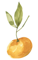 Watercolor tangerine clipart. Summer fruit png illustration.