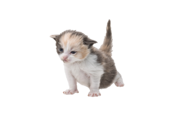 Maine Coon Cat