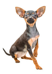 Toy terrier