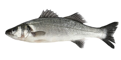 European bass, (Dicentrarchus labrax), isolated on white