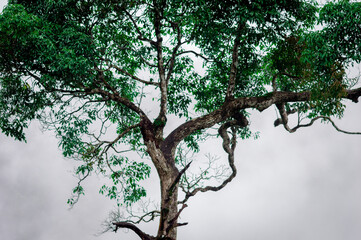 tree in the forest