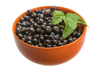 Black currant