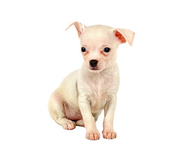 Funny puppy Chihuahua poses