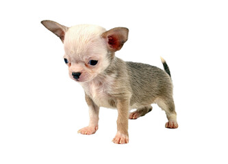 Fototapeta premium Funny puppy Chihuahua poses