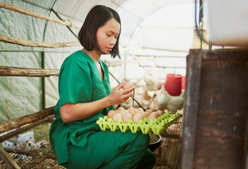 Farming, agriculture and vet with chicken eggs for inspection, quality control and health on...