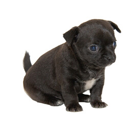 Chihuahua dog on white background