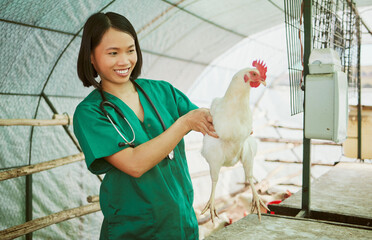 Animal veterinary, chicken farming and woman do medical assessment, inspection or health exam in...