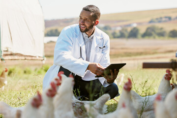 Man, veterinary or tablet on chicken farm in healthcare wellness check, growth hormone management...