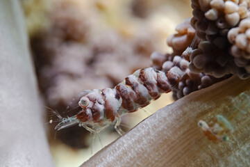 Boschma`s Gorgonian Shrimp (Hamodactylus boschmai