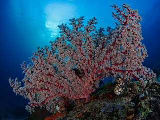 Bushy gorgonian coral in the backlight
