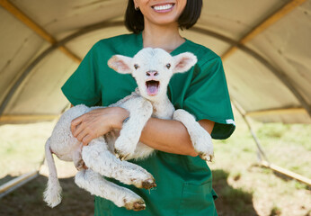 Lamb, baby animal and vet woman at a farm or zoo for health and wellness of farming animals with...